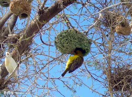 Amazing_Weaver_Birds_18.jpg