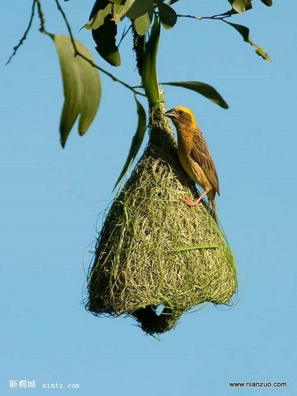 Amazing_Weaver_Birds_17.jpg