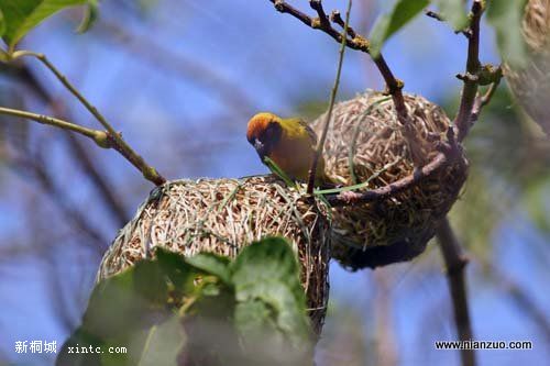 Amazing_Weaver_Birds_27.jpg
