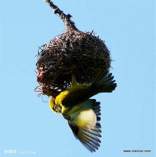 Amazing_Weaver_Birds_23.jpg