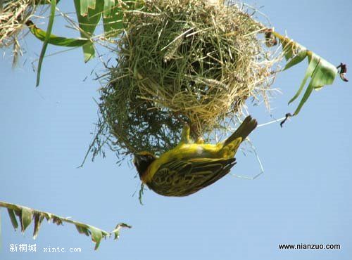 Amazing_Weaver_Birds_14.jpg