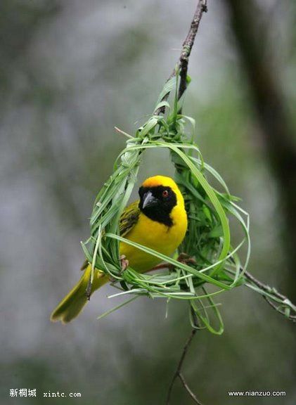 Amazing_Weaver_Birds_5.jpg