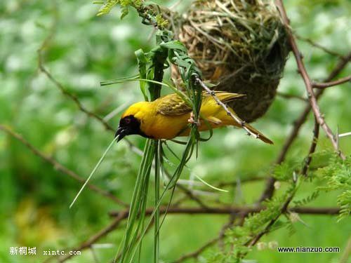 Amazing_Weaver_Birds_29.jpg