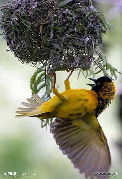 Amazing_Weaver_Birds_26.jpg