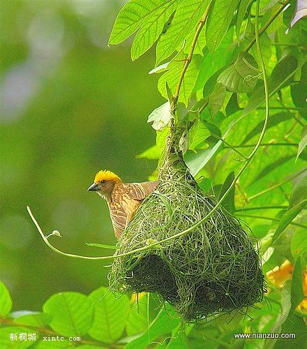 Amazing_Weaver_Birds_3.jpg