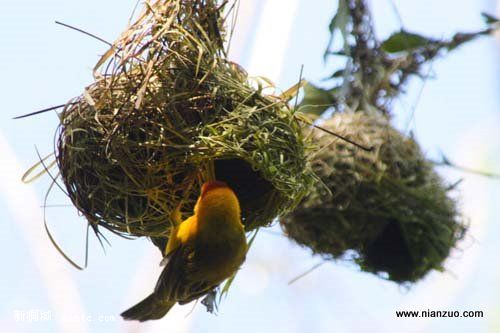 Amazing_Weaver_Birds_32.jpg