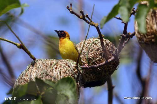 Amazing_Weaver_Birds_28.jpg