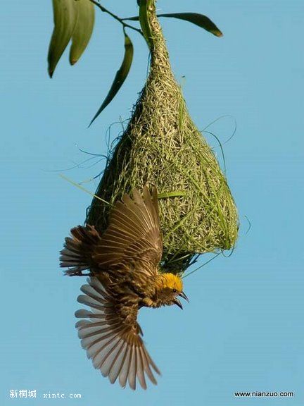 Amazing_Weaver_Birds_16.jpg