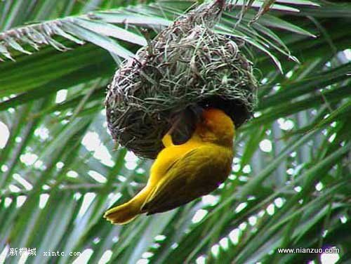 Amazing_Weaver_Birds_6.jpg