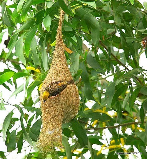 Amazing_Weaver_Birds_2.jpg