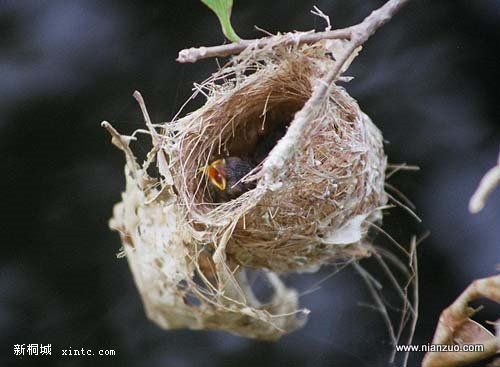 Amazing_Weaver_Birds_22.jpg