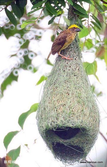 Amazing_Weaver_Birds_12.jpg