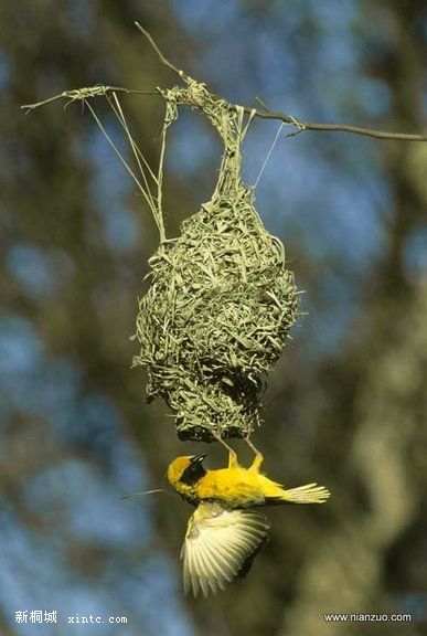 Amazing_Weaver_Birds_34.jpg