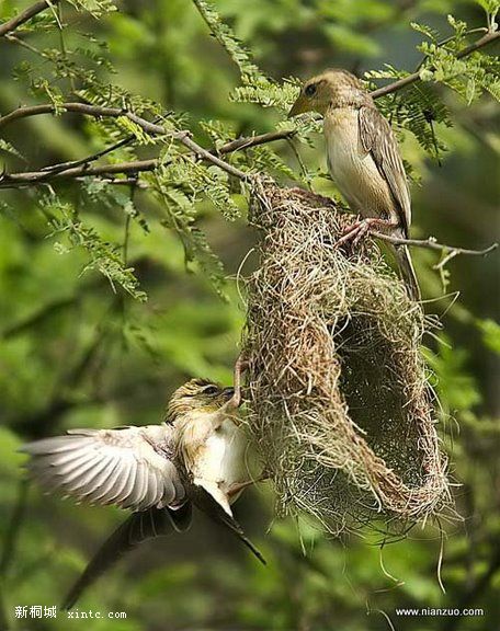 Amazing_Weaver_Birds_8.jpg