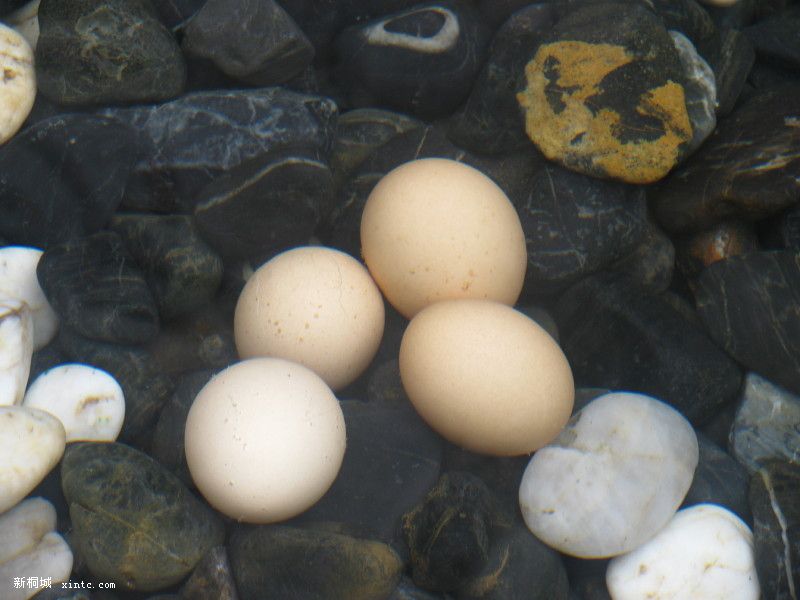 ���������Ǽҵļ�����ɶ��һ����