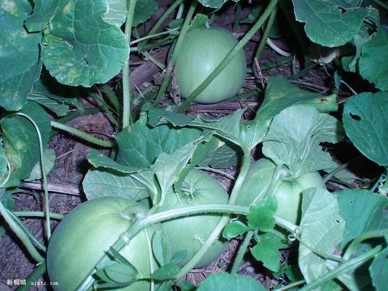 һ������ֻ