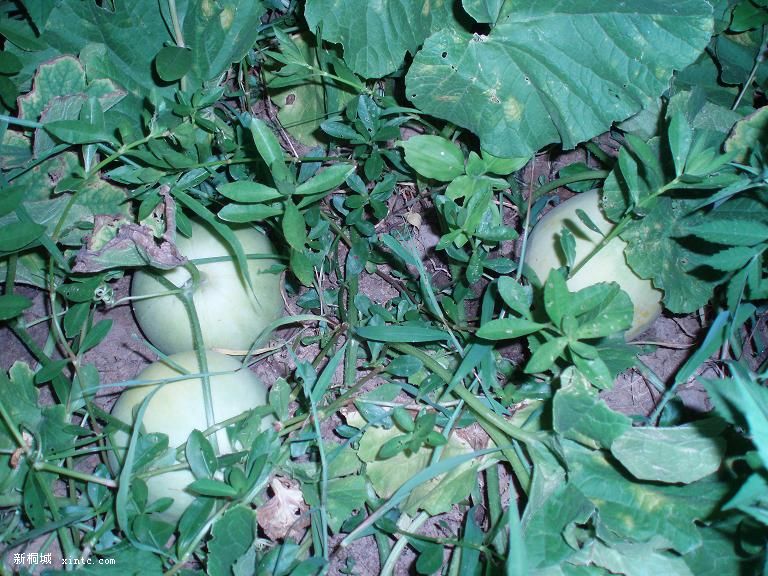 ��ߵ�Ҳ����