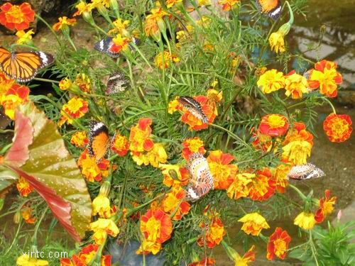 ������С 11.jpg