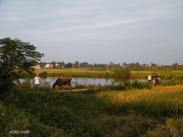 ���ƽ�����ճɲ�����