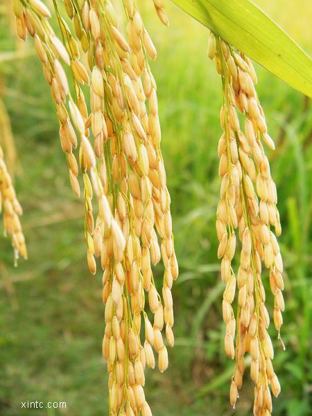 Ԭ¡ƽ����Ʒ��