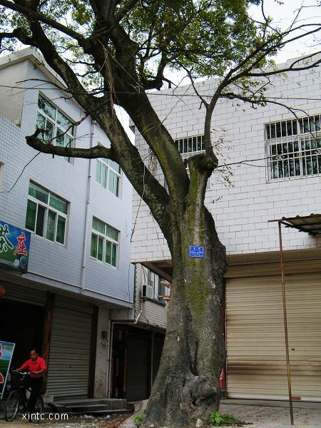 �ഫ�������µ�˨�����������ǰ��ɳ�ݣ�������¥��¥��Դ�ڴ˵ء�