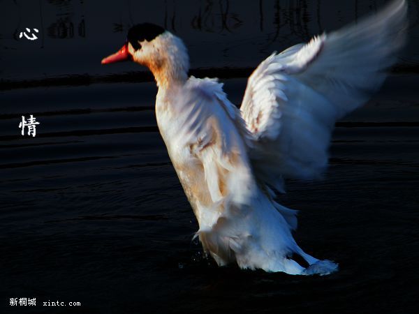 DSCF8195.jpg
