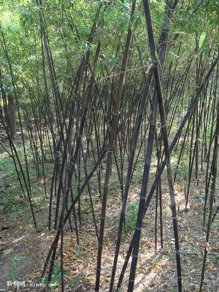 ��Ҫ�����������£��ռ����¡��������¡��ۼ����¡�����ɽ�ı�־�Ϻ�������ͭ�������֣���������Ȼ���ۺ����� ...