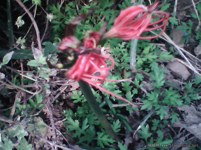 IMG0374A.jpg