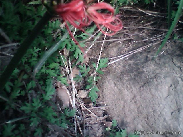 IMG0371A.jpg