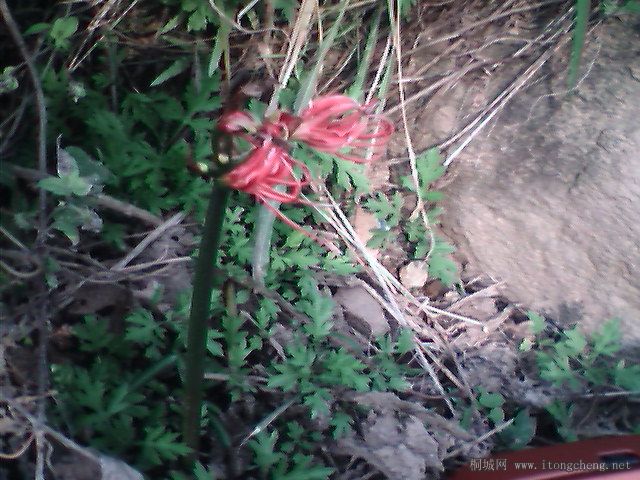IMG0373A.jpg