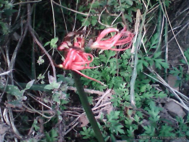 IMG0370A.jpg