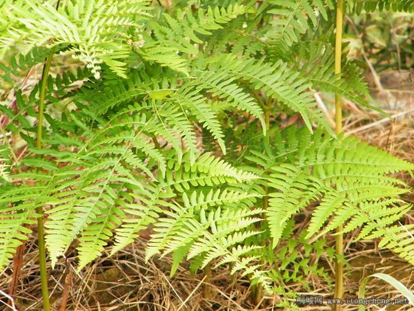 �����ԵĲ�