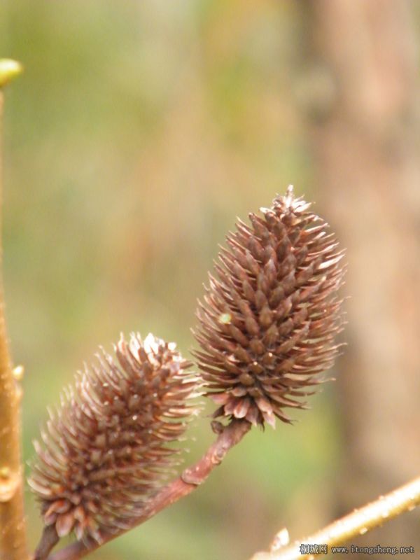 ���Ե����ӵĹ�ʵ