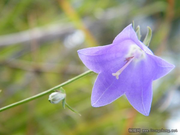 ��ɫ����