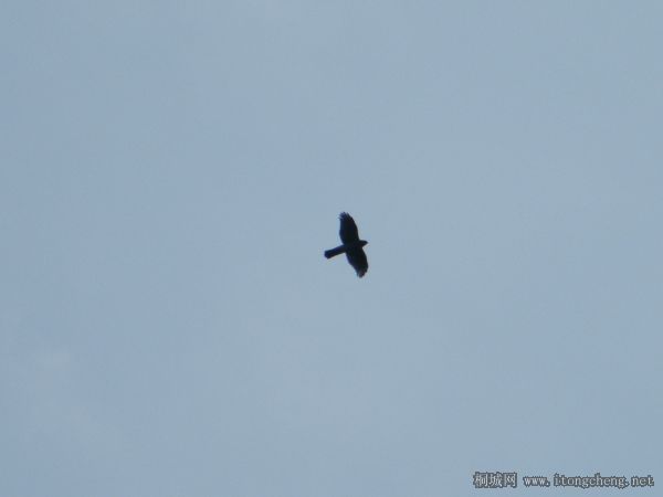 ֻ����ɽ�����ܼ�������ӥ����ϧ�ĵĲ����