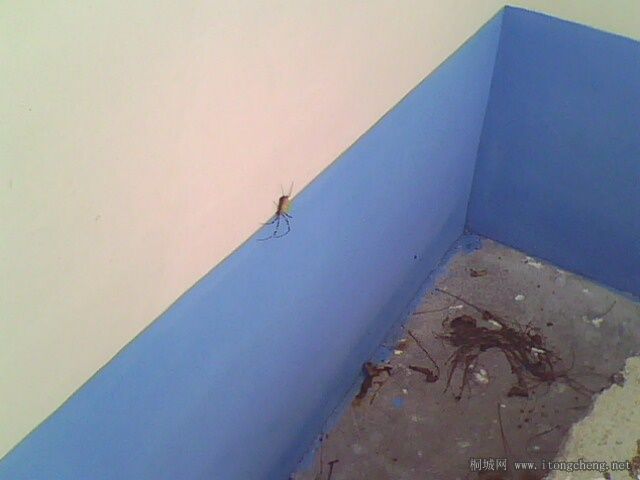 IMG0292A.jpg