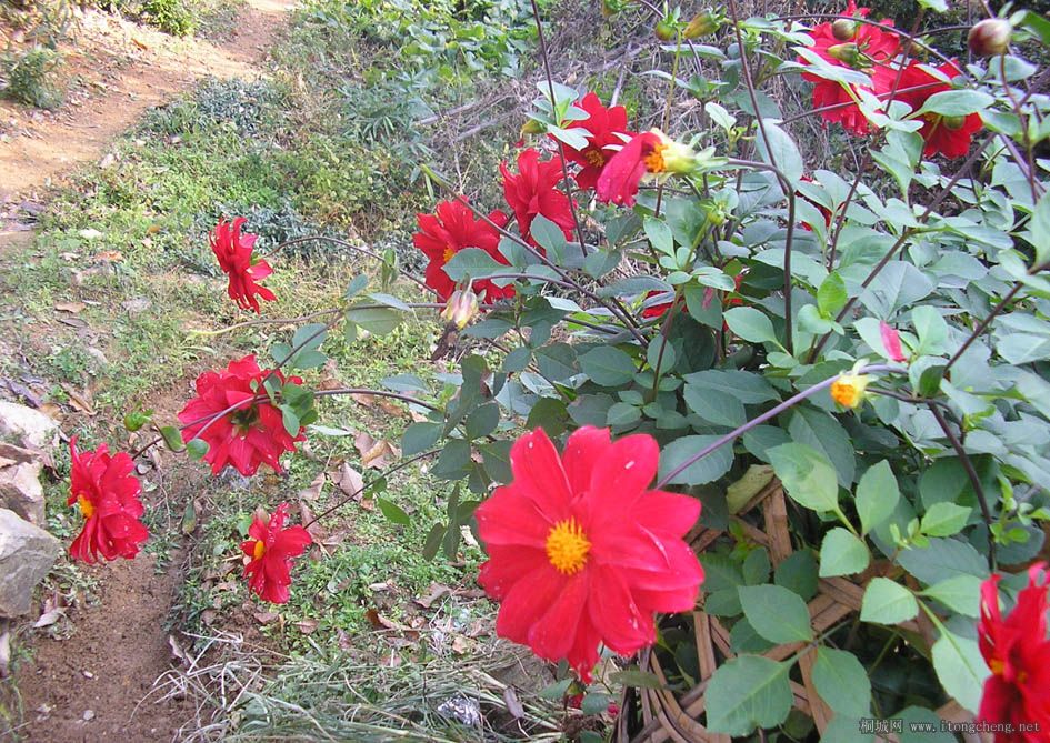 ��������ҳԵ��緹���ſڵĴ���������Ư����