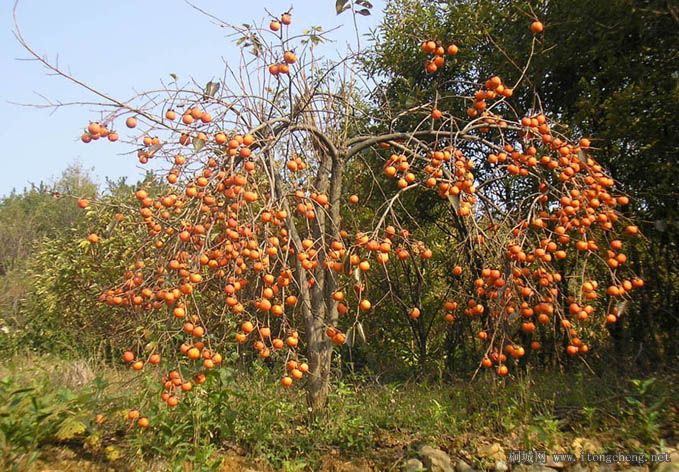 �����ƽ������������Ŷ