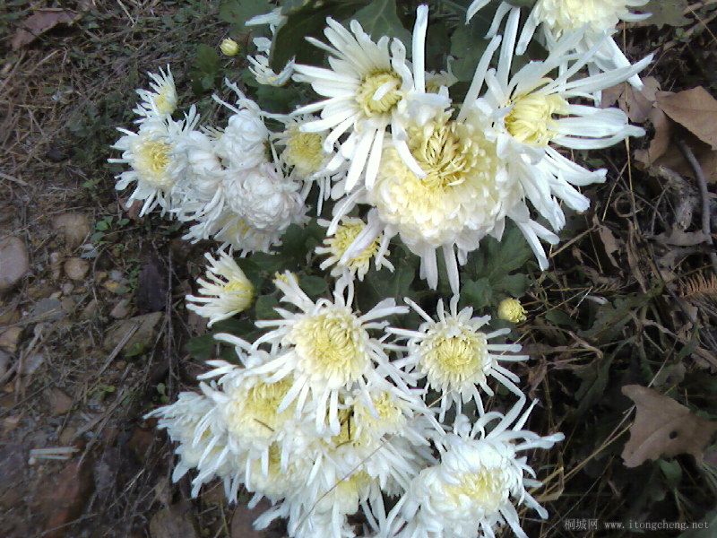Ƭ-0038.jpg
