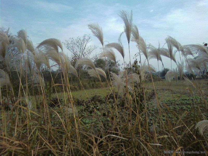 Ƭ-0040.jpg
