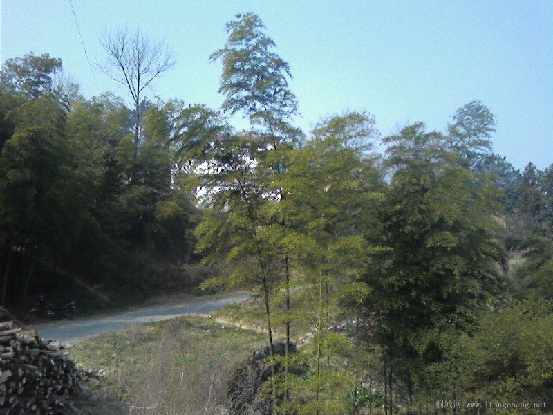 Ƭ-0050.jpg
