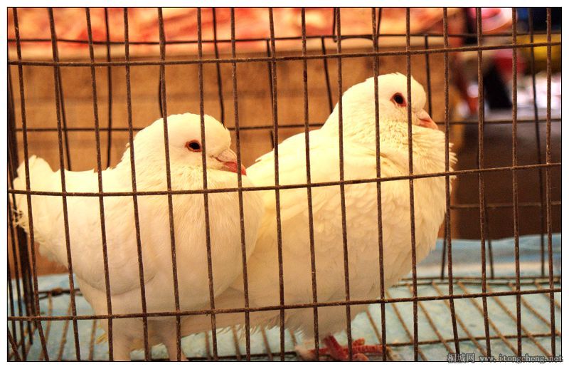 ���ӵ��������������Ϊ���Ǽ��������ߡ�������������������