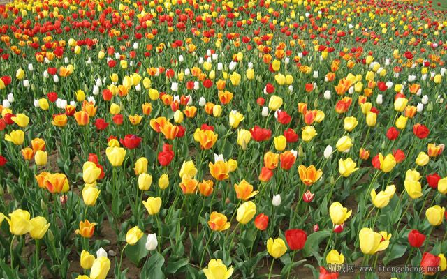 1920Tulip_1001[1].jpg