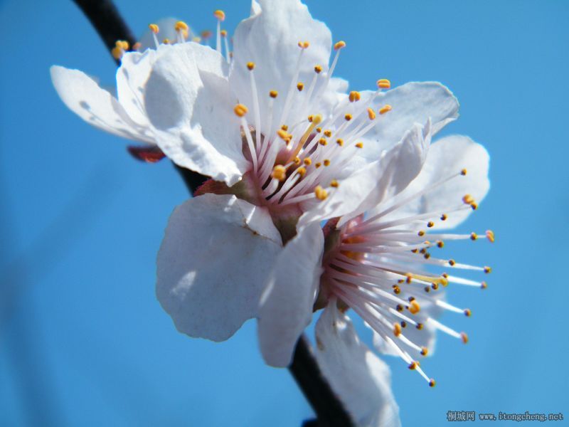 ��ɽ��Ψһ������С��