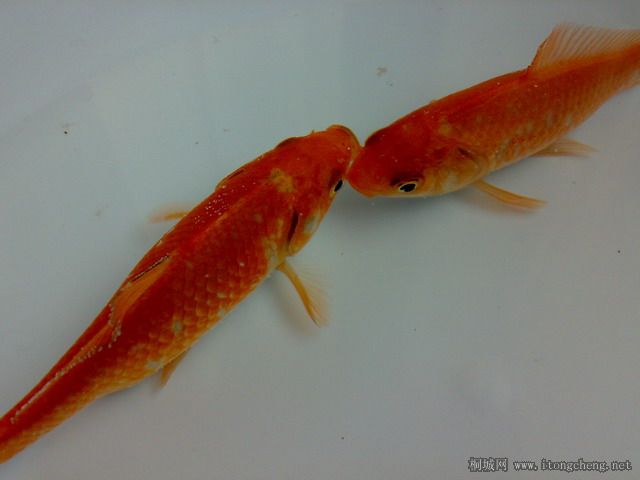 ���� 20090321496.jpg