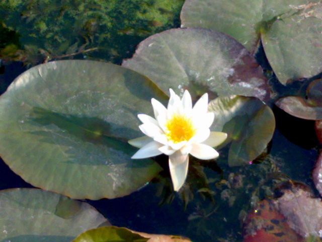 ���� 20090404528.jpg