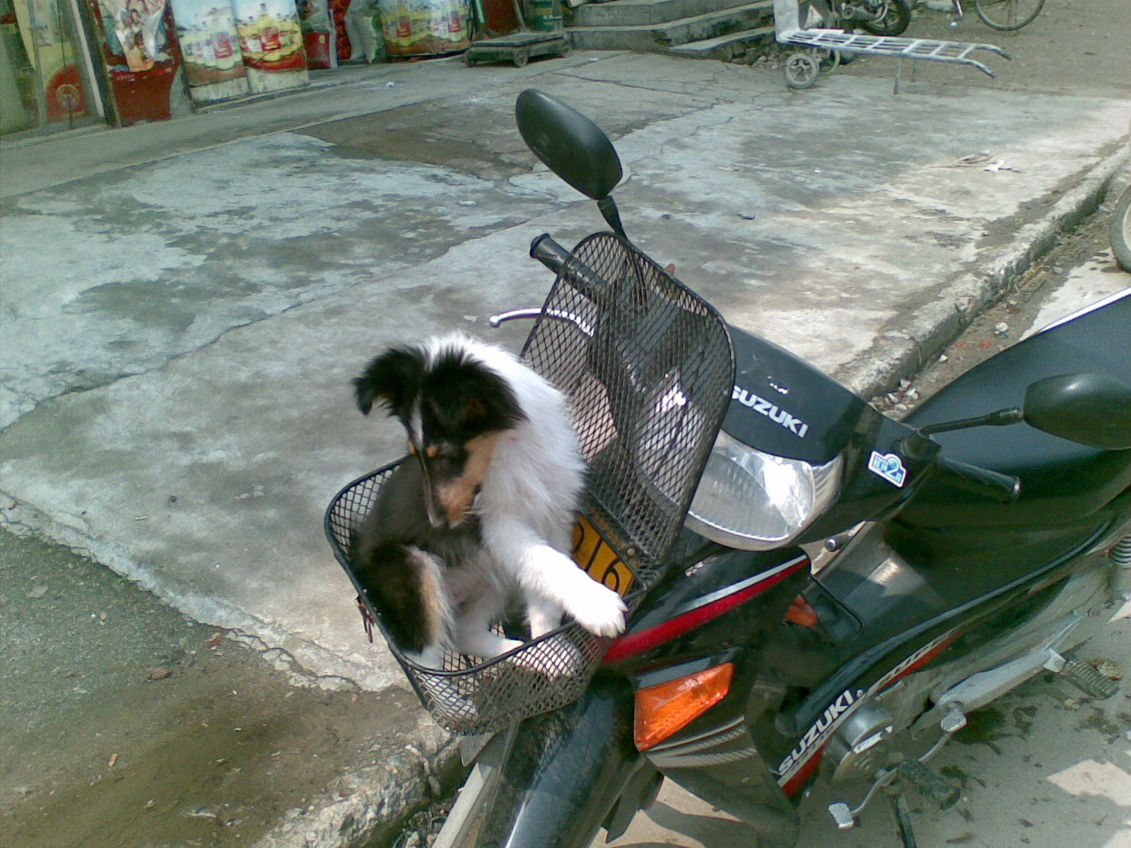 ����ɹ������