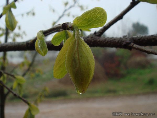 2DSC03710 ��������.jpg