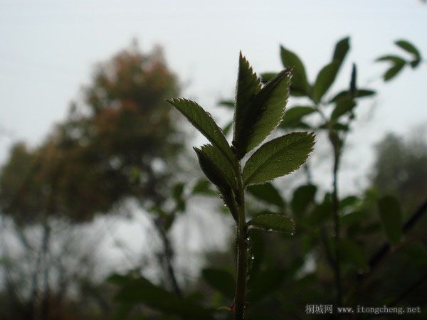 2DSC03716 ��������.jpg