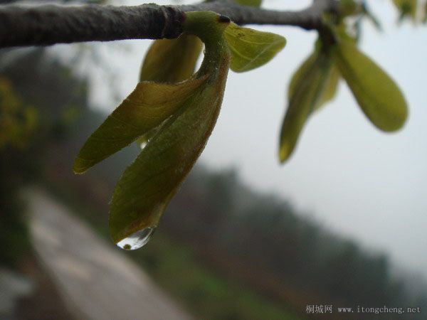 2DSC03711 ��������.jpg